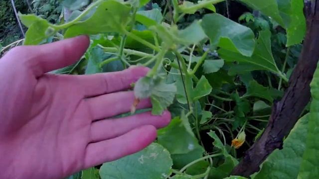 Вертикальная грядка башенного типа для выращивания огурцов и дынь. Вертикальное выращивание огурцов смотреть онлайн