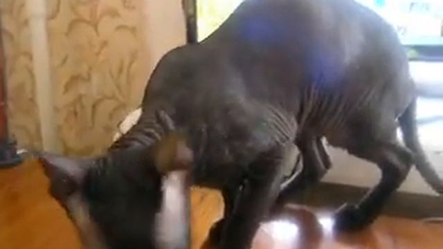 Кошка Аза (петерболд, петербургский сфинкс) знакомится. смотреть онлайн