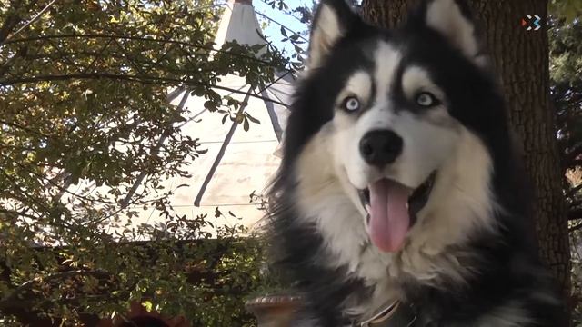 Защитим братьев наших меньших! смотреть онлайн