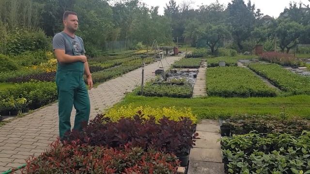 Vörös cserszömörce (Cotinus coggygria 'Royal Purple' ) смотреть онлайн