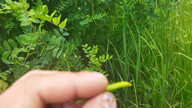 Свистульки с жёлтой акации смотреть онлайн