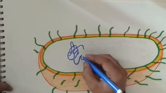how to draw bacteria cell смотреть онлайн