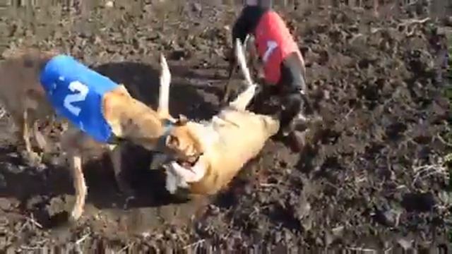 Охота на козу смотреть онлайн