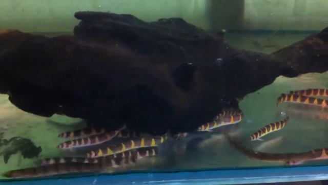 Акантофтальмус Кюля (Acanthophtalmus kuhlii) смотреть онлайн