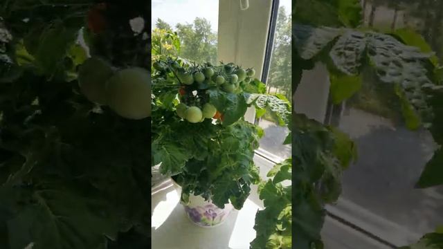 балконные помидоры " Красная шапочка" смотреть онлайн