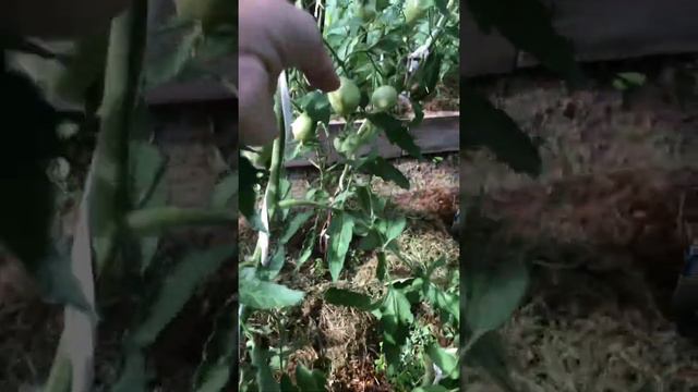 Обзор томатов в теплице смотреть онлайн