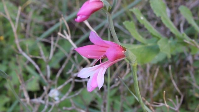 Three-leaved Gladiolus - Gladiolus triphyllus - Endemic to Cyprus смотреть онлайн