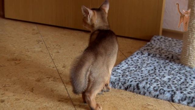 Смешной маленький котенок видит "ИНЫХ" [kotopurrs] смотреть онлайн