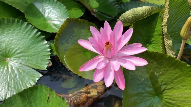 Самая красивая мелодия в мире!Город в цветах и музыка! Божественная музыка трогает сердце смотреть онлайн