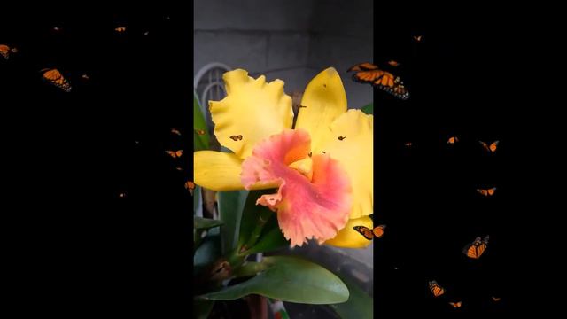 ✅Orquídea Rodrigo Suzuki смотреть онлайн