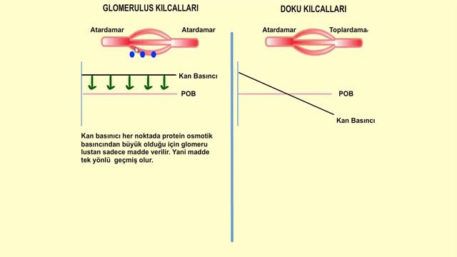Boşaltım sistemi animasyonu - Urine formation in the kidney смотреть онлайн