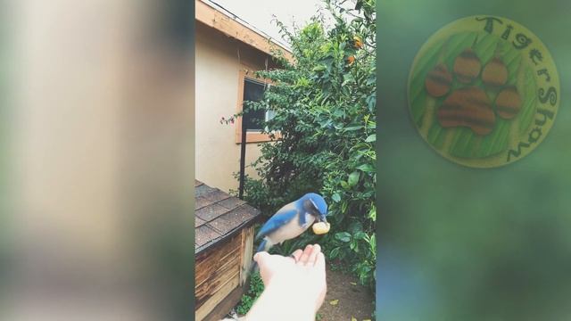 РЖУ ВЕСЬ ДЕНЬ \ СМЕШНЫЕ ЖИВОТНЫЕ КОТЫ СОБАКИ ЕНОТЫ FUNNY ANIMALS COMPILATION #6 смотреть онлайн