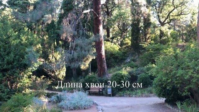 Гигантские шишки. Форосский парк. Ищу шишку :) смотреть онлайн