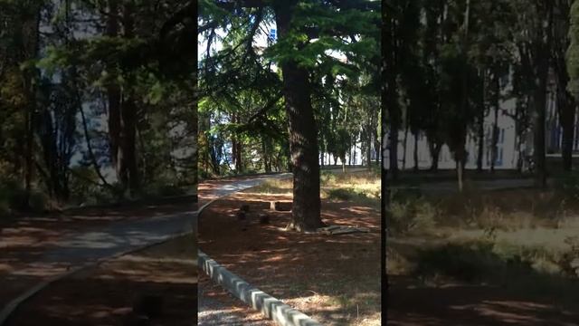 5 соток у замка князя Галицына в Ялте,пгт.Гаспра"Ясная Поляна" смотреть онлайн