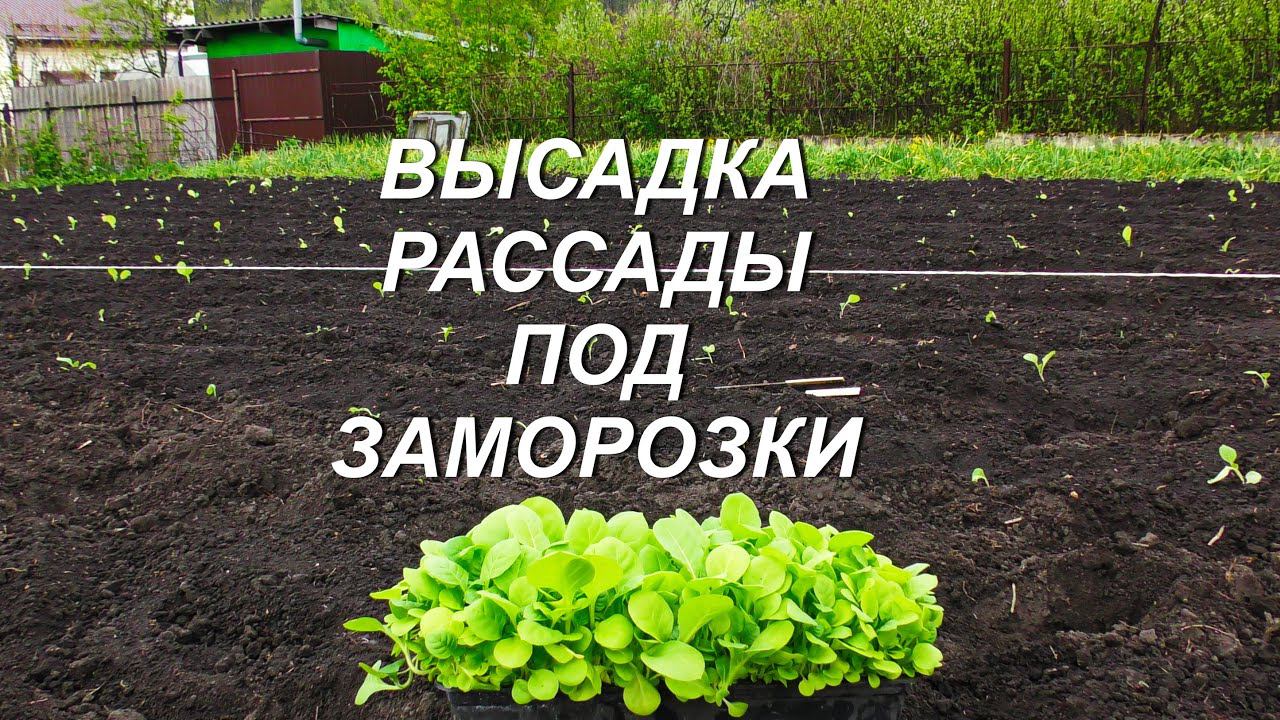ВЫСАДКА РАССАДЫ ПОД ЗАМОРОЗКИ ( 4.05.2022. ) смотреть онлайн