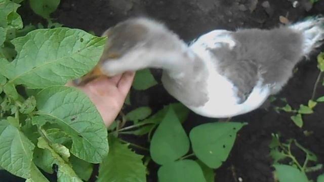 Гусь ест личинки колорадского жука. Научили) смотреть онлайн