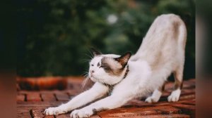 Музыка для энергичной разминки перед тренировкой workout mix