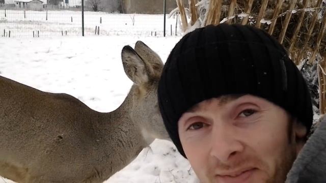 Приручить диких косуль реально и просто, нужно только любить природу и животных!