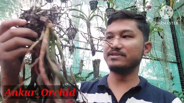 বেলেগ এটা পৰিবেশৰ পৰা নতুনকৈ অনা অৰ্কিডসমূহৰ শিপাসমূহ কিয় কাটিব লাগে । смотреть онлайн