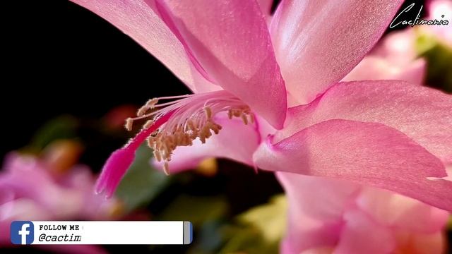 Pink Schlumbergera Truncata in Bloom | January 2021 смотреть онлайн