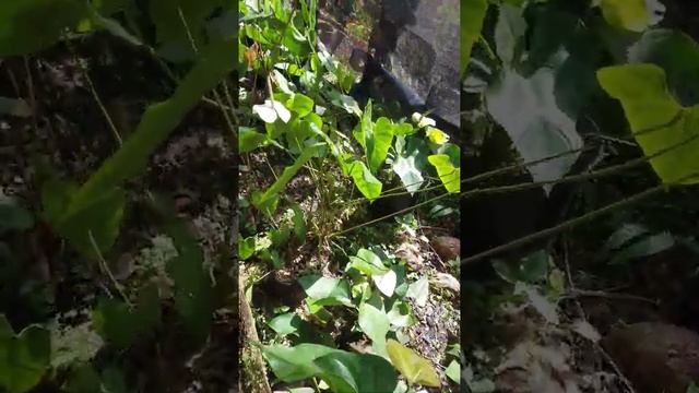 White Anthurium Review