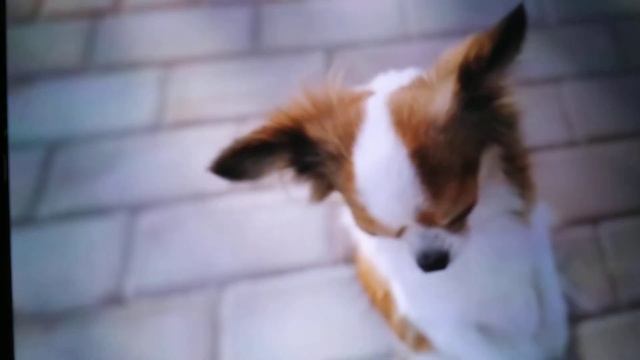 Chihuahua bonito смотреть онлайн
