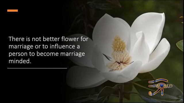Magnolia Symbol Of Longevity