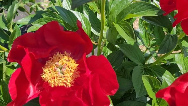 Mackinac Grand пион. Мохнатый шмель смотреть онлайн