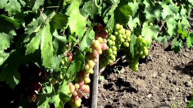 @Виноград Юбилей Новочеркасска и его защита от ос смотреть онлайн