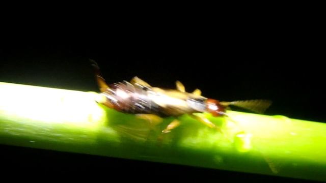 Earwigs! Are They Dangerous? смотреть онлайн