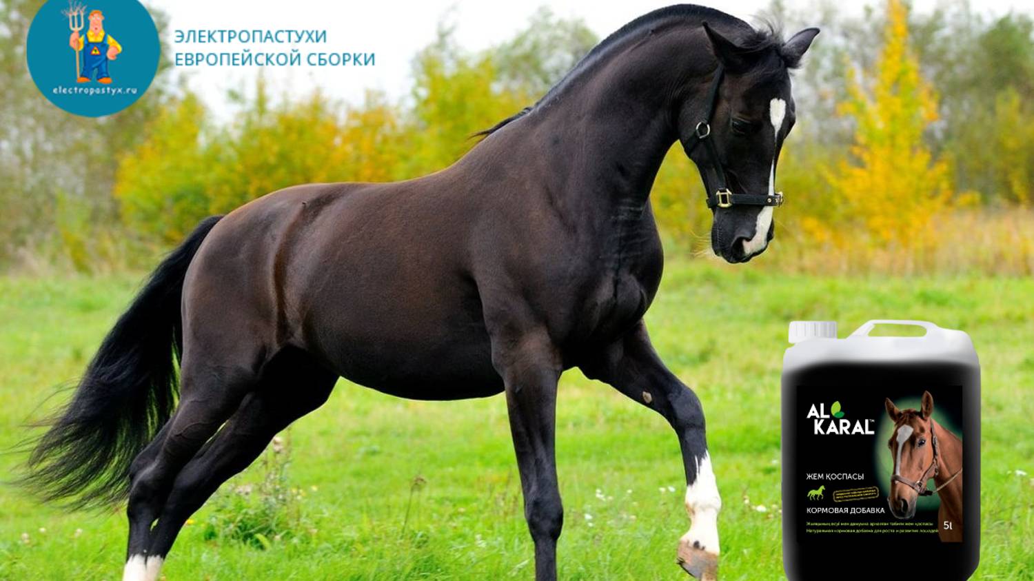 Отзыв на кормовую добавку "Al Karal для лошадей". смотреть онлайн