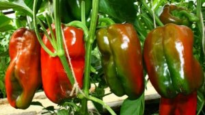 Важные ПРАВИЛА УХОДА за ПЕРЦЕМ в ИЮЛЕ и АВГУСТЕ. Секреты хорошего урожая