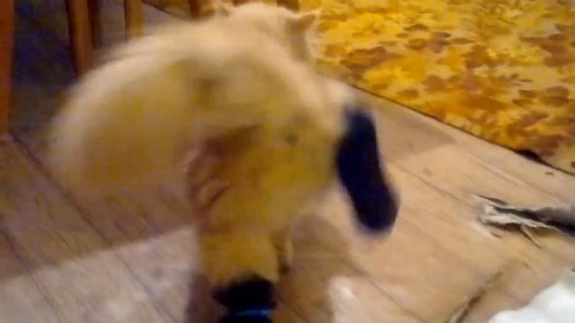 Ржачный кот смотреть онлайн