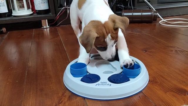 Подарки для Риччи на 3 месяца. Собака - Джек Рассел терьер. смотреть онлайн