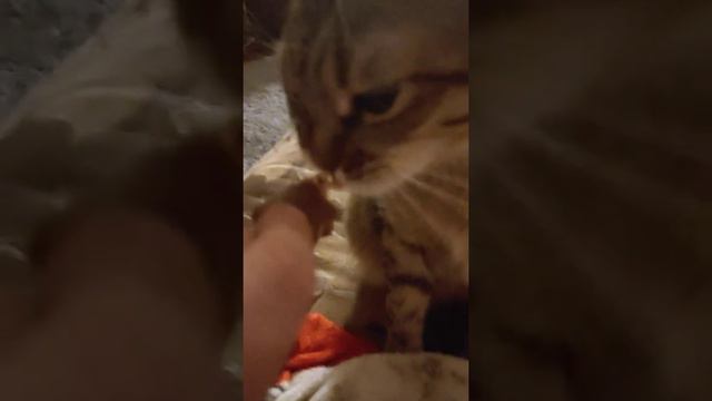 Кошка Бася ... ест шоколад смотреть онлайн