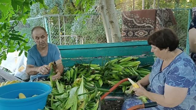 Собираем урожай фасоли и кукурузы. Готовим заготовки на зиму. Консервируем кукурузу. смотреть онлайн