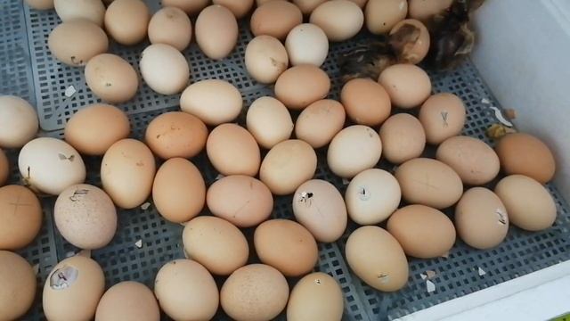 Выводим домашних цыплят/Порода Кучинские и Доминант/Итоги инкубации 2020/ смотреть онлайн