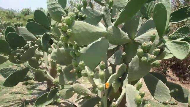 Кактусовая аллея в Колимпии, Родос. смотреть онлайн