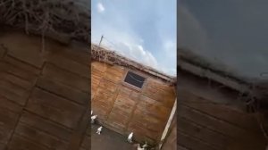 Агасиевские голуби Артака в Москве