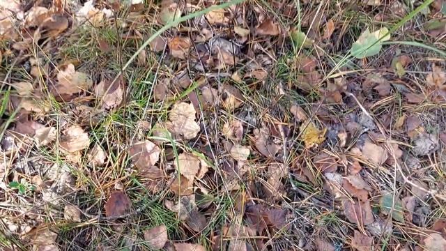 Маслята, Мокруха. Лес Козьи Горы, Березки. смотреть онлайн