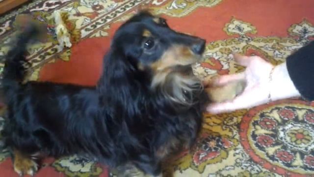 Такса миниатюрная смотреть онлайн