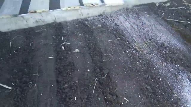 Посадка моркови между досок смотреть онлайн