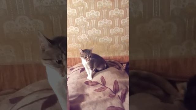 Лютик и Маркиз серьёзный разговор. Butterblume und Marquis ernstes Gespräch смотреть онлайн