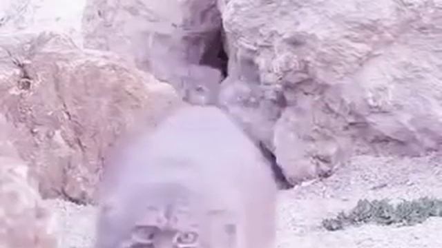 12 часов_Один манул,два манула,три манула...