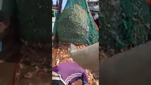 Amazing shrimp fishing | Tons of shrimp catch by net in sea | Fishermen become millioner смотреть онлайн