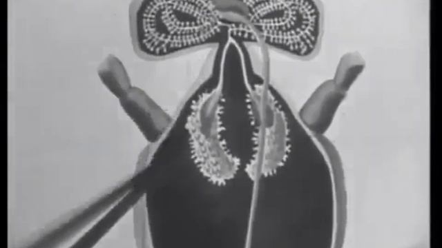 1 Раздел. Биология пчелиной семьи 1967г. смотреть онлайн
