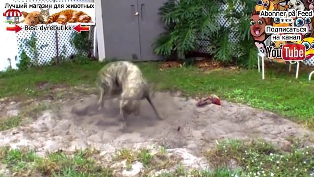 Собаки прыгают и бегают