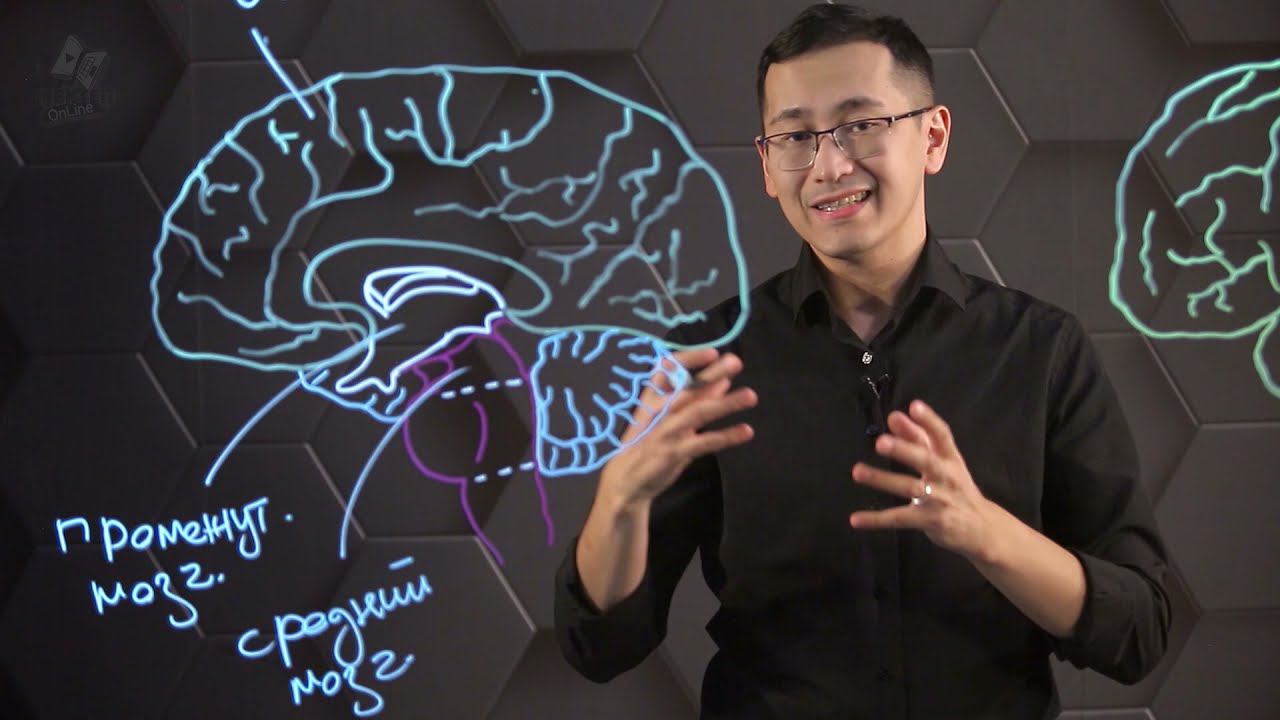 Строение и функции головного мозга. 10 класс. смотреть онлайн