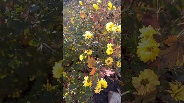 Астры- Хризантемы)) Я уже отчаялся... смотреть онлайн