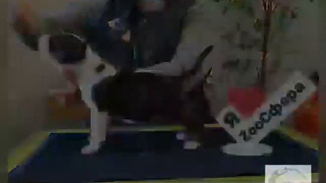 Бультерьер. Варт Импербуль Валькирия 1.5 мес смотреть онлайн